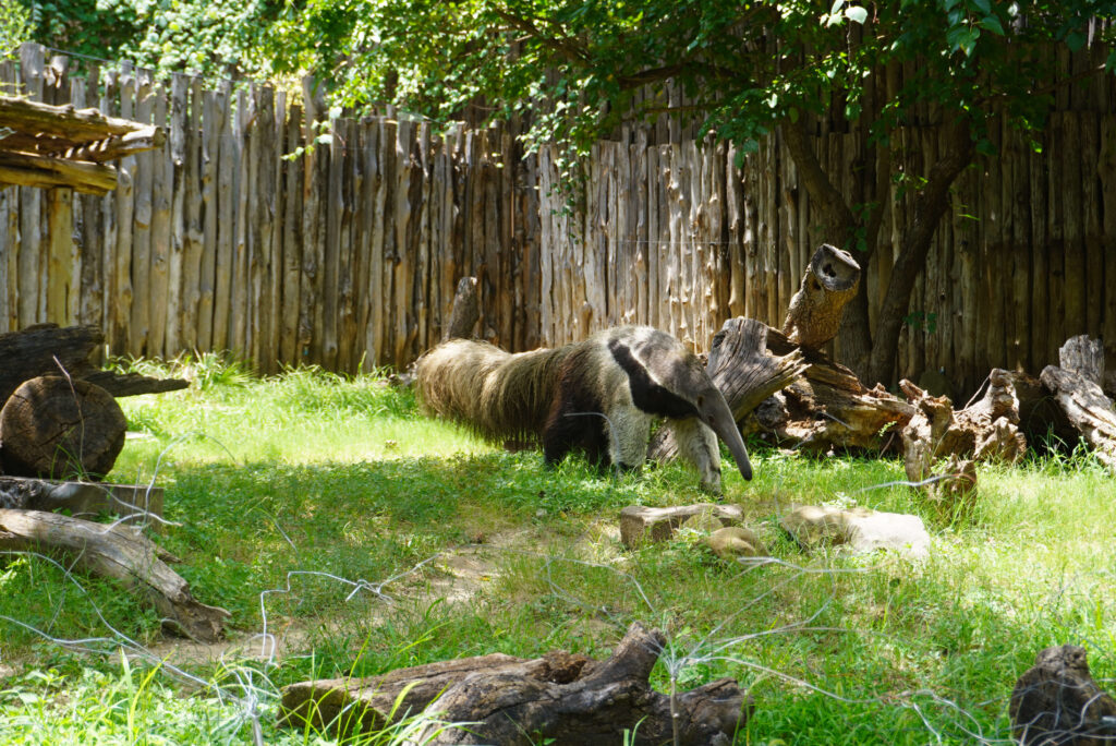 Image of a giant anteater walking around the exhibit at the Dallas Zoo.