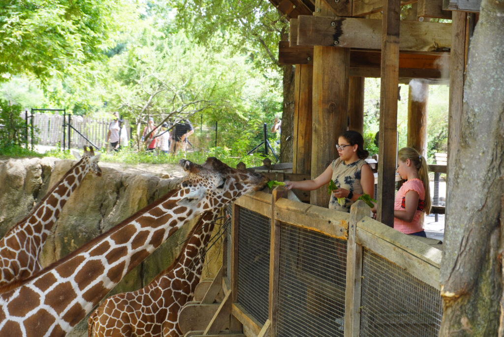 Image of two young ladies feeding a giraffe lettuce.