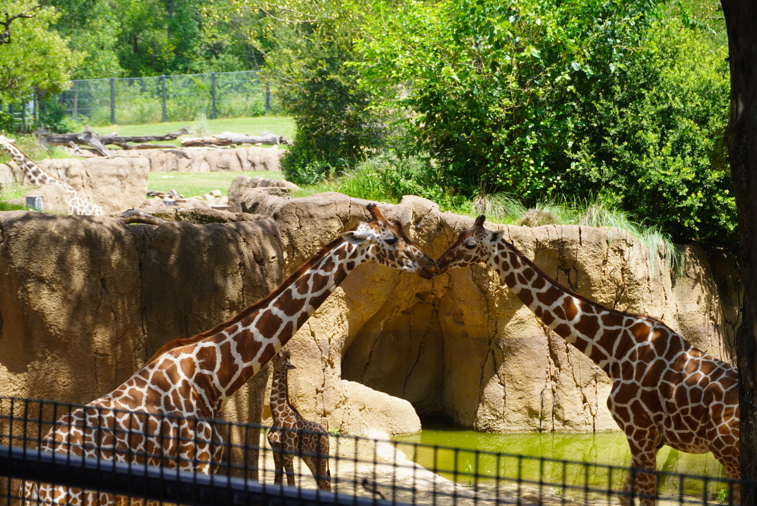 Image of two giraffes interacting with each other.