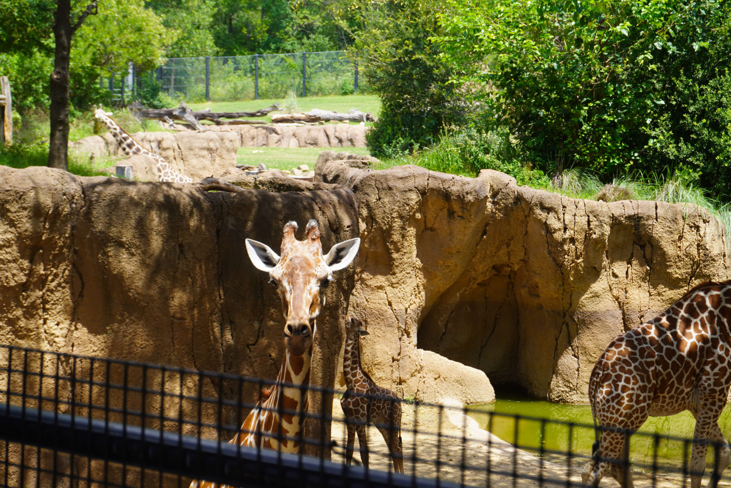 Image of giraffe in enclosure.