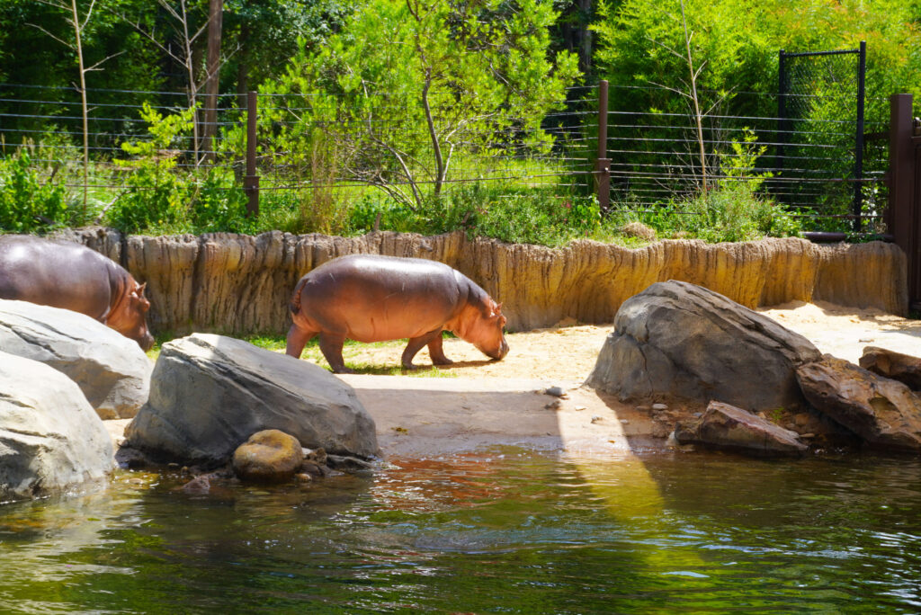 Image of the Hippo exhibit at the Dallas Zoo.