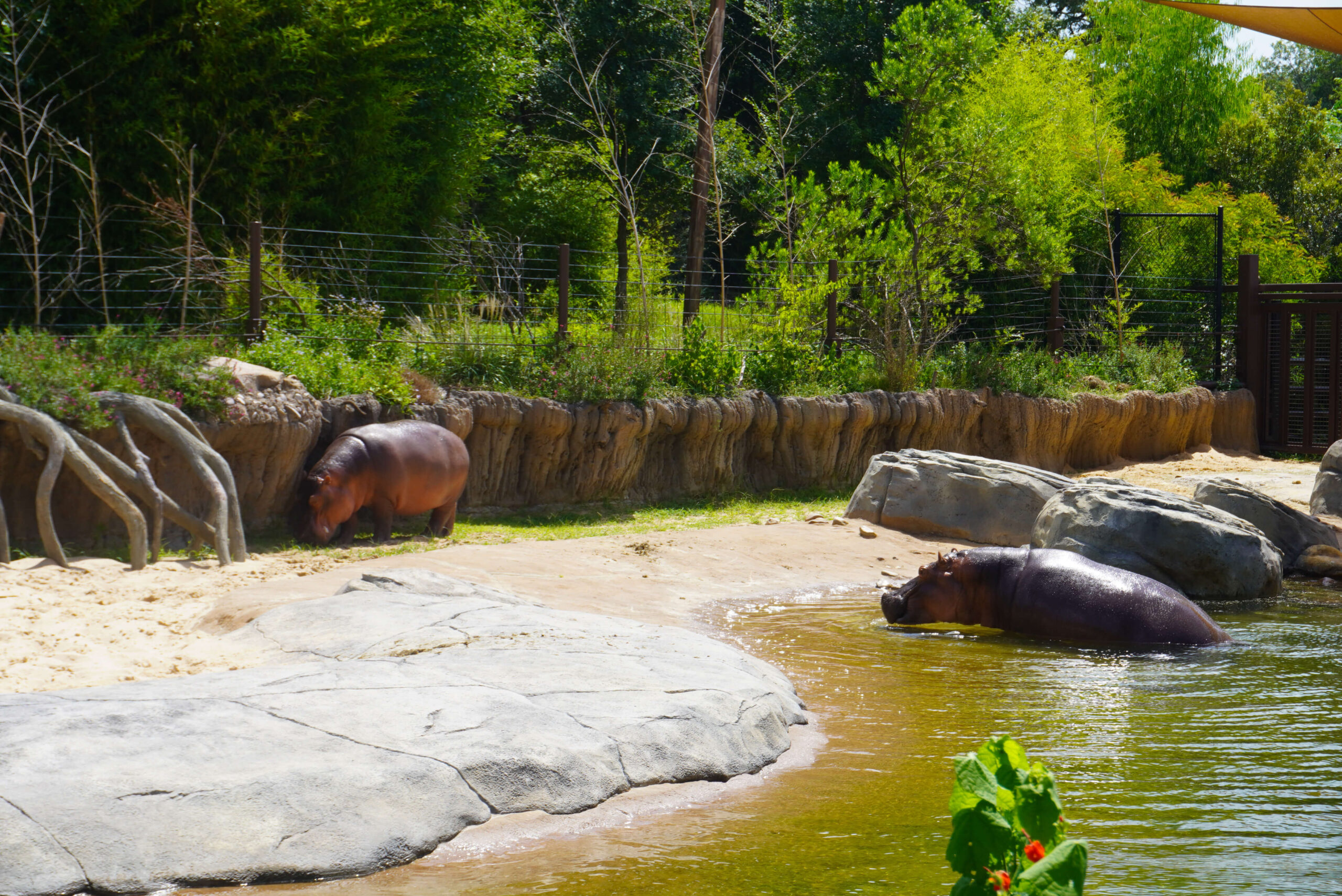 Image of two hippos sunbathing.