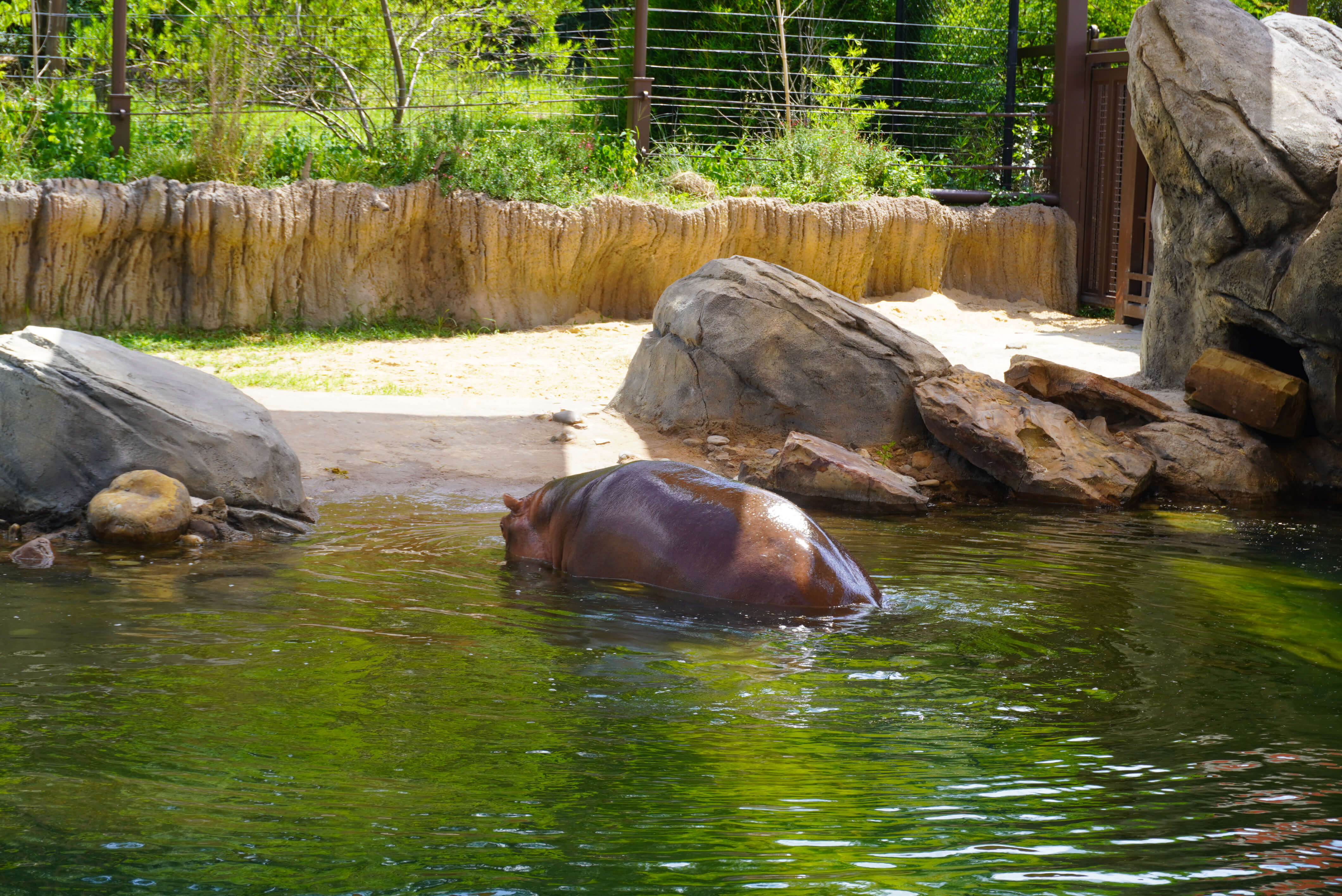 Image of Hippo walking out the water.