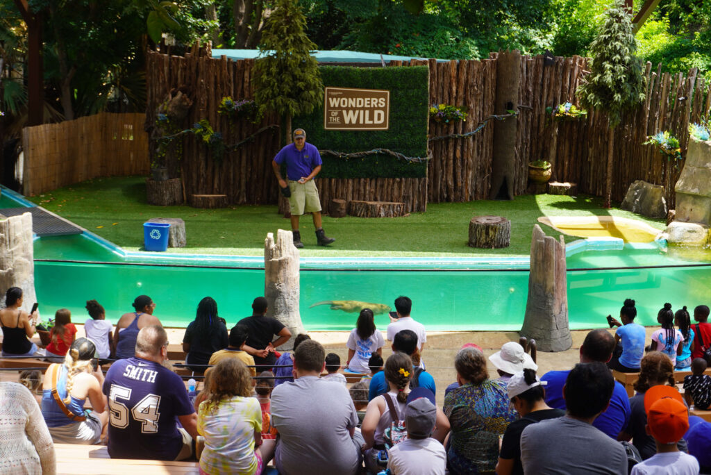 Image shows a beaver swimming in the stage pool at the Dallas Zoo wildlife show.