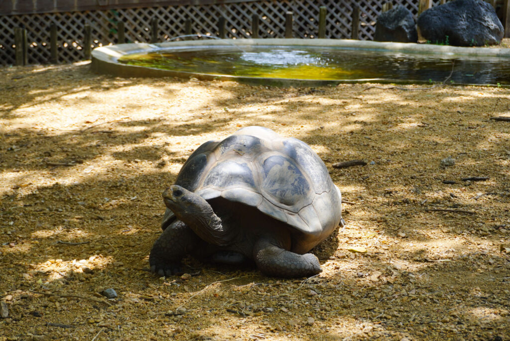 Image of the giant Galapagos tortoise.