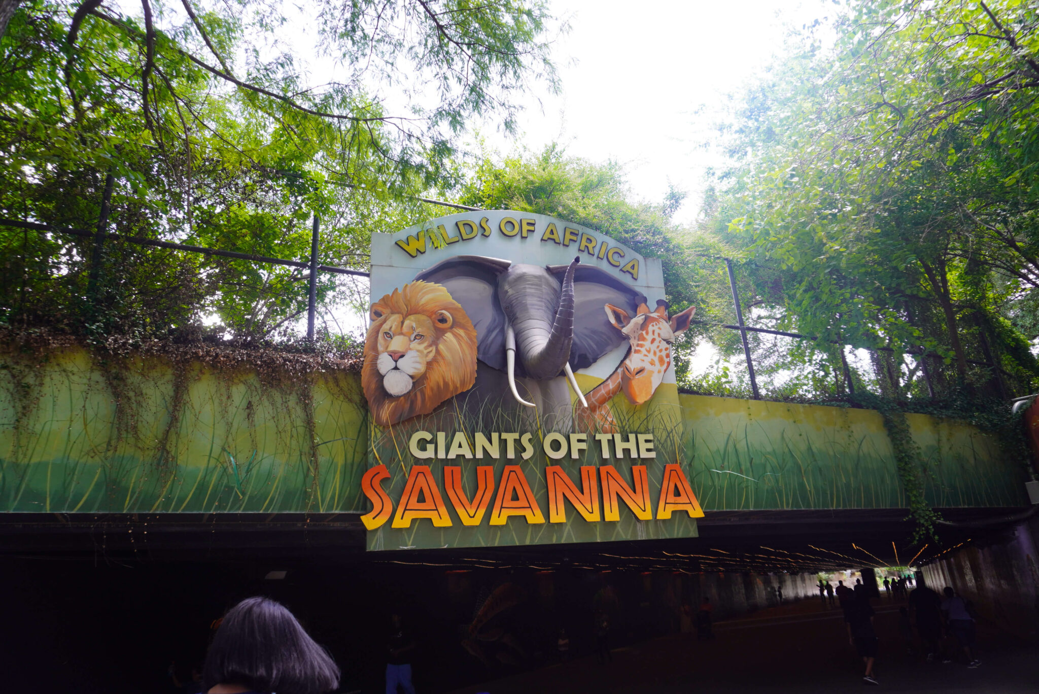 The Top 3 Reasons To Visit The Dallas Zoo - WrightFahions